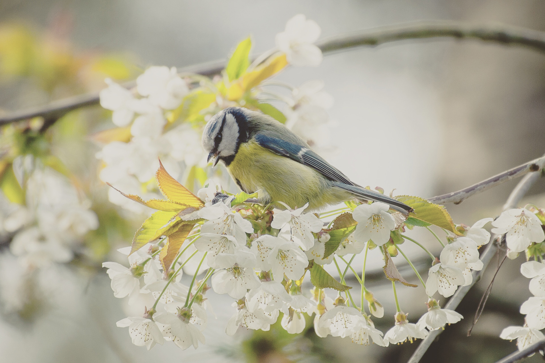 A bird on the branches of a tree with blossom on it